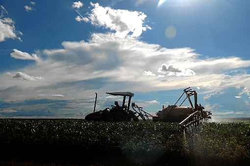 Bolsonaro classificou como mentira o uso intensivo de pesticidas na agricultura