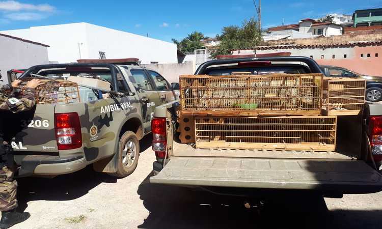 Entre as aves, havia 45 canários da terra e dois canários baianos