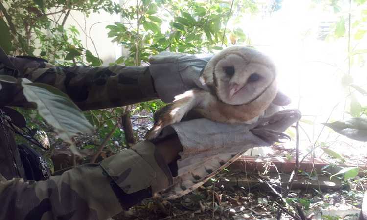 A coruja foi encaminhada para o Centro de Triagem de Animais Silvestres (Cetas) do Ibama, em Taguatinga, para receber os devidos cuidados