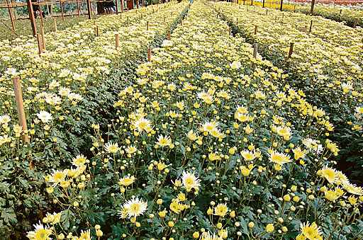 Plantação em Holambra: feira serve de laboratório para definir lançamentos