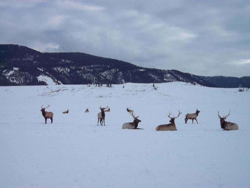 Renas na reserva Natural das Renas, na cidade de Jackson, em Wyoming.