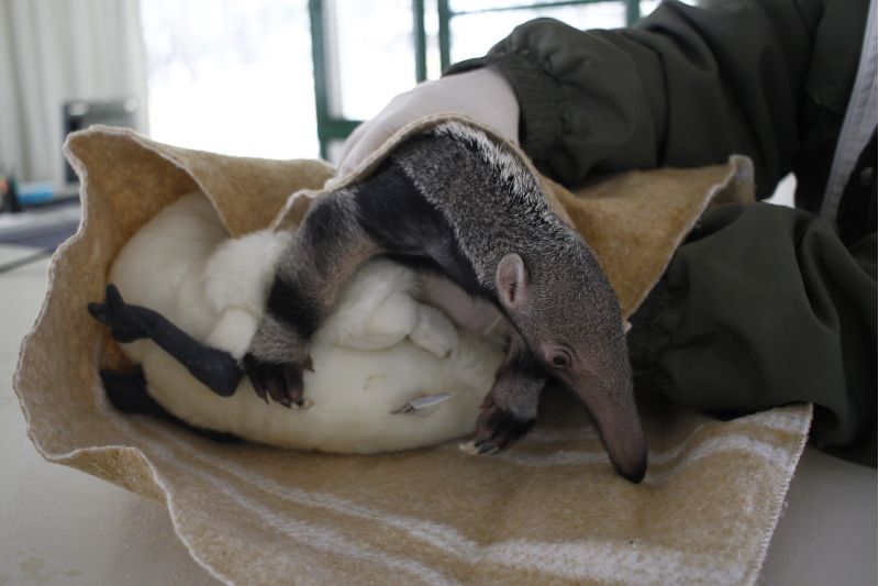 Tamanduá também tem bicho de pelúcia para dormir