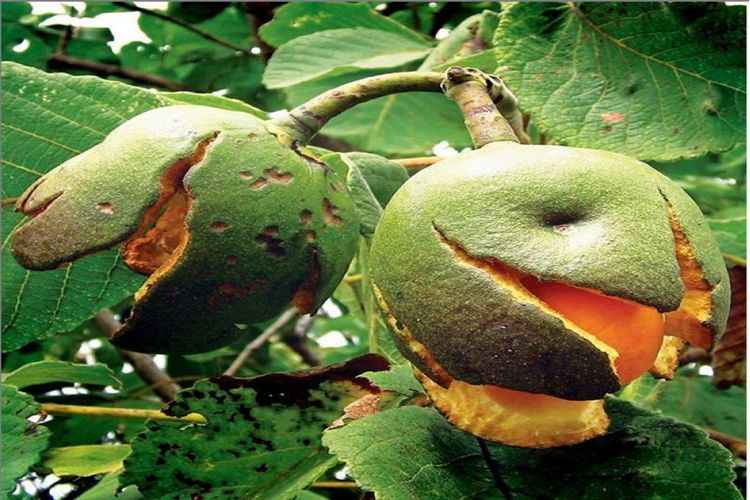 Biólogo e doutor em botânica pela UnB Marcelo Kuhlmann pesquisou a interação entre as plantas e os animais do cerrado durante 10 anos