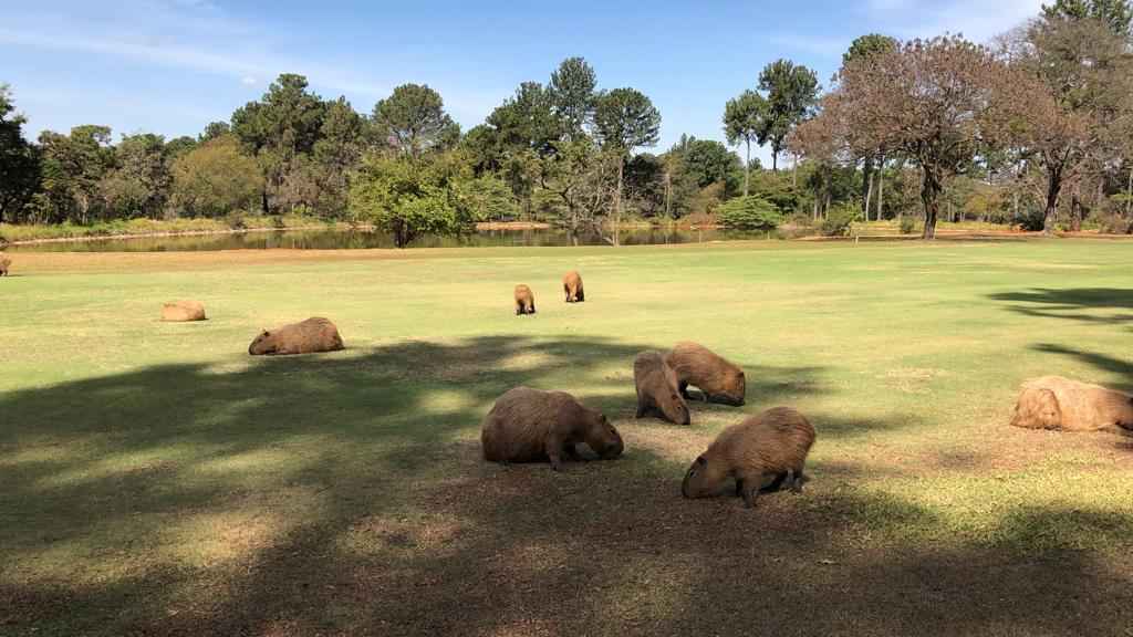 Família de capivaras encanta frequentador do Clube de Golfe de Brasília