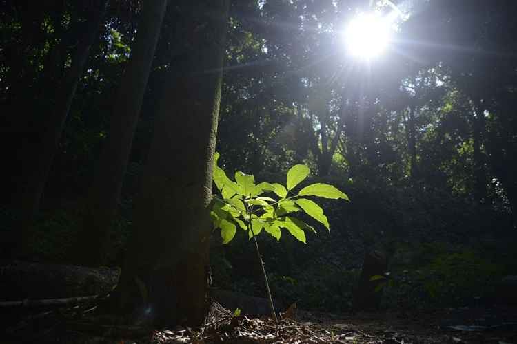 Ações como coleta de sementes e produção de mudas começam em setembro