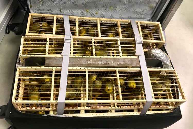 Homem é preso no aeroporto com canários em malas