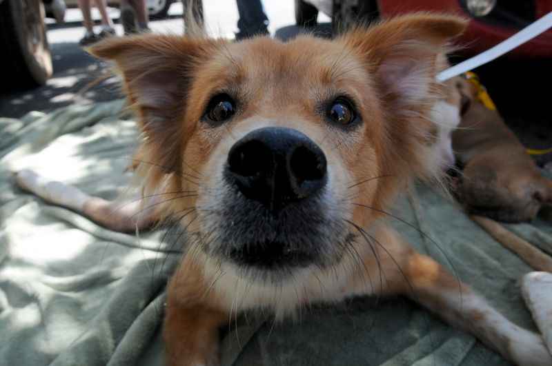 Cada pessoa poderá escrever no máximo três animais