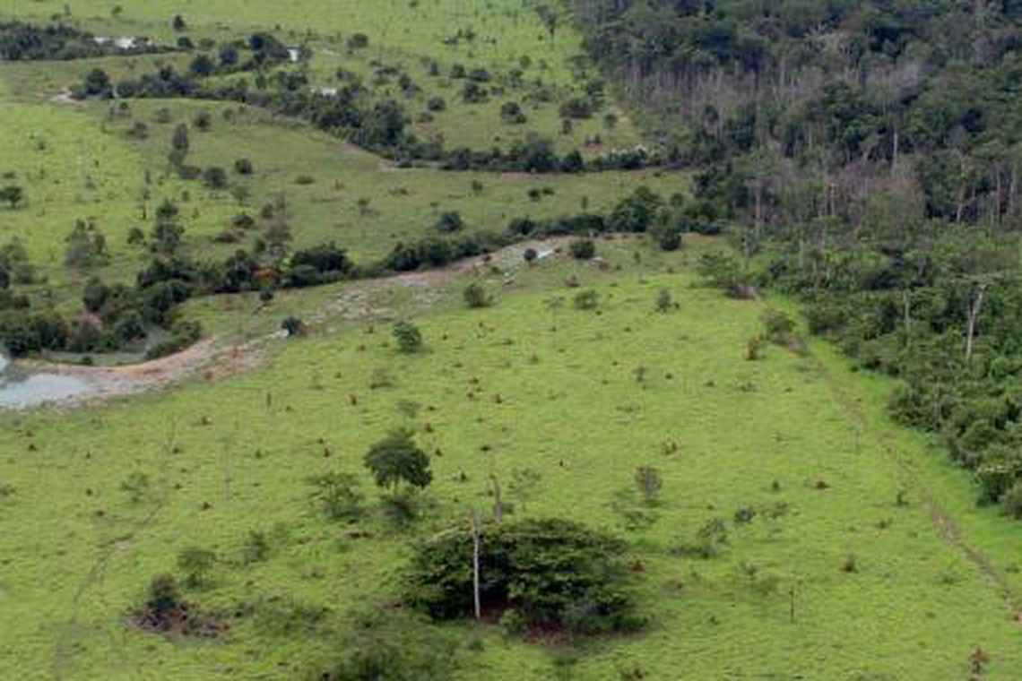 pasto de área rural