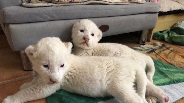 Nala e Simba, dois leões brancos raros, nascem em santuário na França