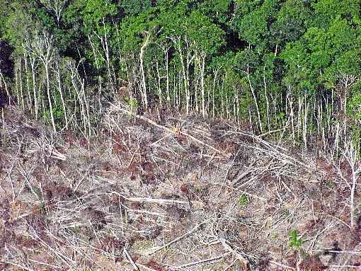 Ambientalistas afirmam que aceleração da perda florestal reflete declarações do presidente Jair Bolsonaro