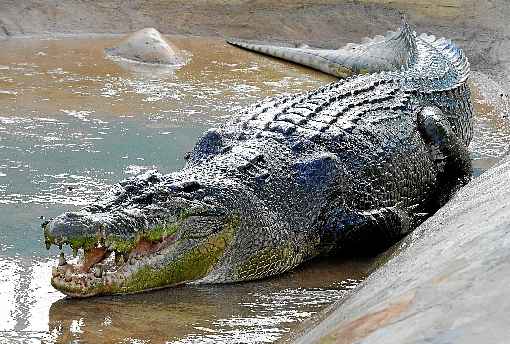 O comércio de animais e a construção de barragens são os principais causadores da redução da megafauna de rios e lagos