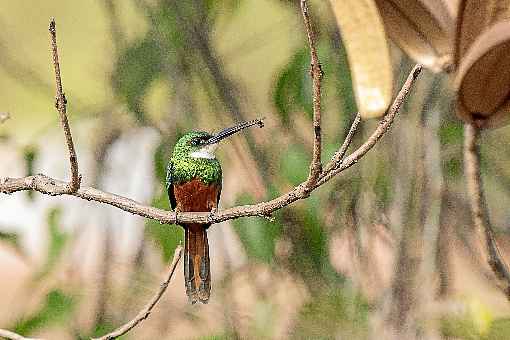 A ariramba-de-cauda-ruiva caça insetos como abelhas sem ferrão, libélulas e mariposas