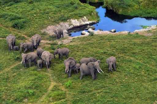 Elefantes no Parque Nacional de Amboseli, no Quênia.