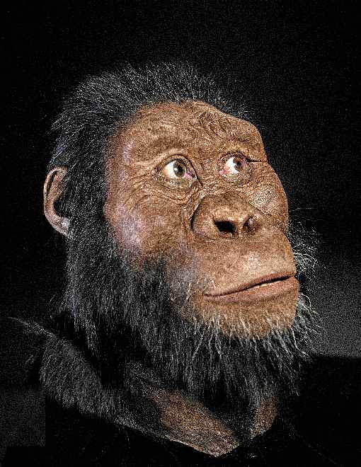 Crânio encontrado há três anos na Etiópia ajuda a reconstruir a face do hominídeo Australopithecus anamensi, considerado o ancestral de Lucy. Com observações em campo e análises biológicas, cientistas também reconstituíram o local em que ele morreu