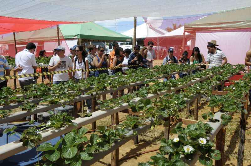 Anúncio aconteceu durante a 24ª edição da Festa do Morango