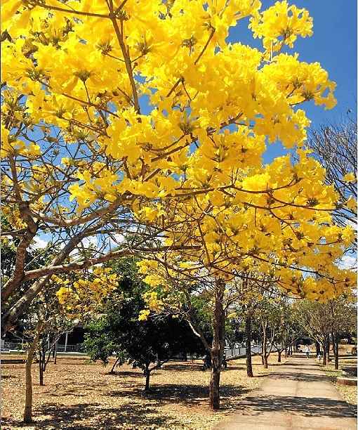 Poste sua foto com a hashtag  #istoebrasiliacb e ela pode ser publicada nesta coluna aos domingos