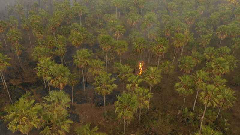 Amazônia