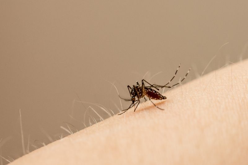 As autoridades sanitárias decidiram antecipar a campanha de esclarecimento para o combate ao mosquito transmissor, prevista para ser lançada daqui a dois meses, mas de nada adiantam os esforços do governo se não houver a estrita colaboração da população