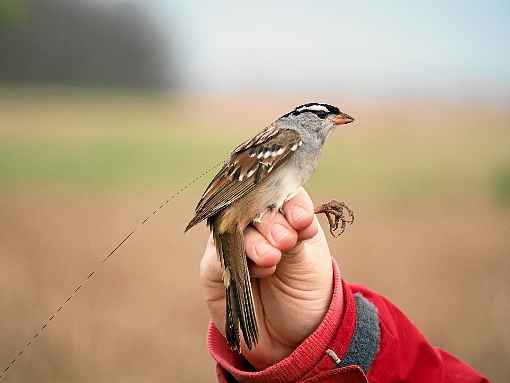 Pequenas doses de pesticidas alteram o peso e hábitos migratórios de pardais-de-coroa-branca: impacto ao longo da primavera