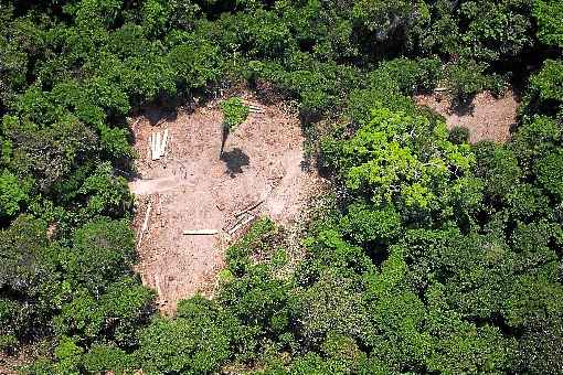 Humans Right Watch diz que retirada ilegal de madeira na Amazônia é impulsionada por redes criminosas e critica governo brasileiro