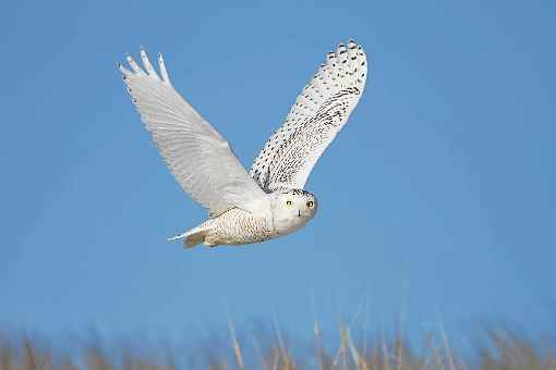 A coruja branca é uma das espécies afetadas: análise de bancos de monitoramento revela perda de 3 bilhões de aves