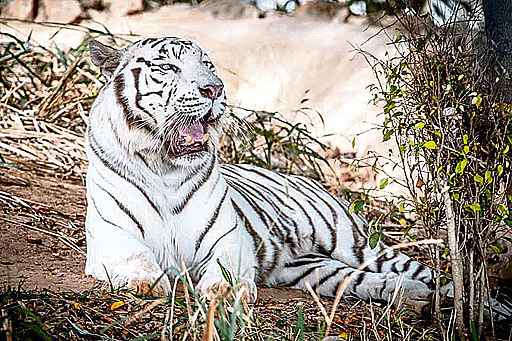 Os veterinários do Zoo aguardam resultados de exames histopatólogicos para apontar a causa da morte