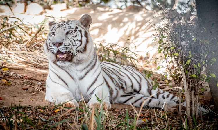 O tigre branco Dandy morreu no último domingo (29/9). O Zoológico aguarda o laudo que confirmará a cauda da morte