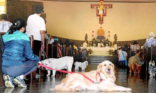 Todos os anos, o santuário, localizado na Asa Norte, recebe milhares de animais para missas no decorrer do dia