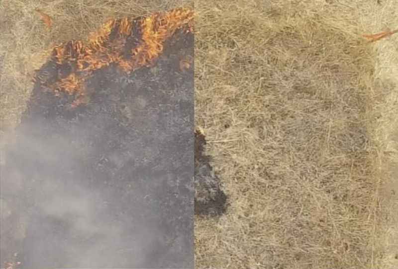 Em teste: mata sem e com a proteção do novo material