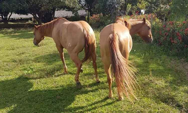 Cavalos avaliados em cerca de R$ 60 mil são furtados em Sobradinho - Correio Braziliense