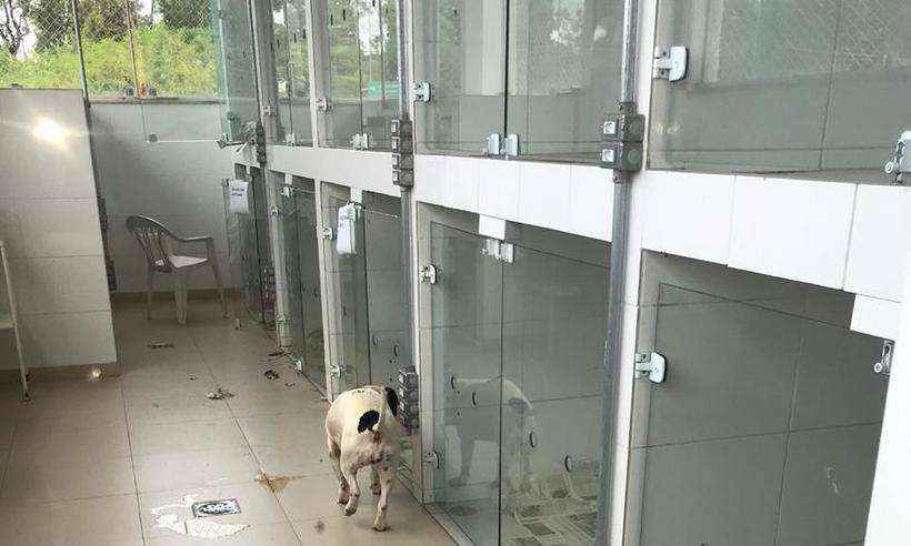 clínica veterinária em MG é acusada de congelar corpos de animais mortos - (foto: Polícia Civil/Divulgação) clínica veterinária em MG é acusada de congelar corpos de animais mortos - (foto: Polícia Civil/Divulgação)