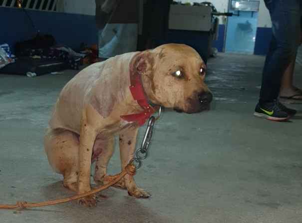 lojas pitbull sao paulo