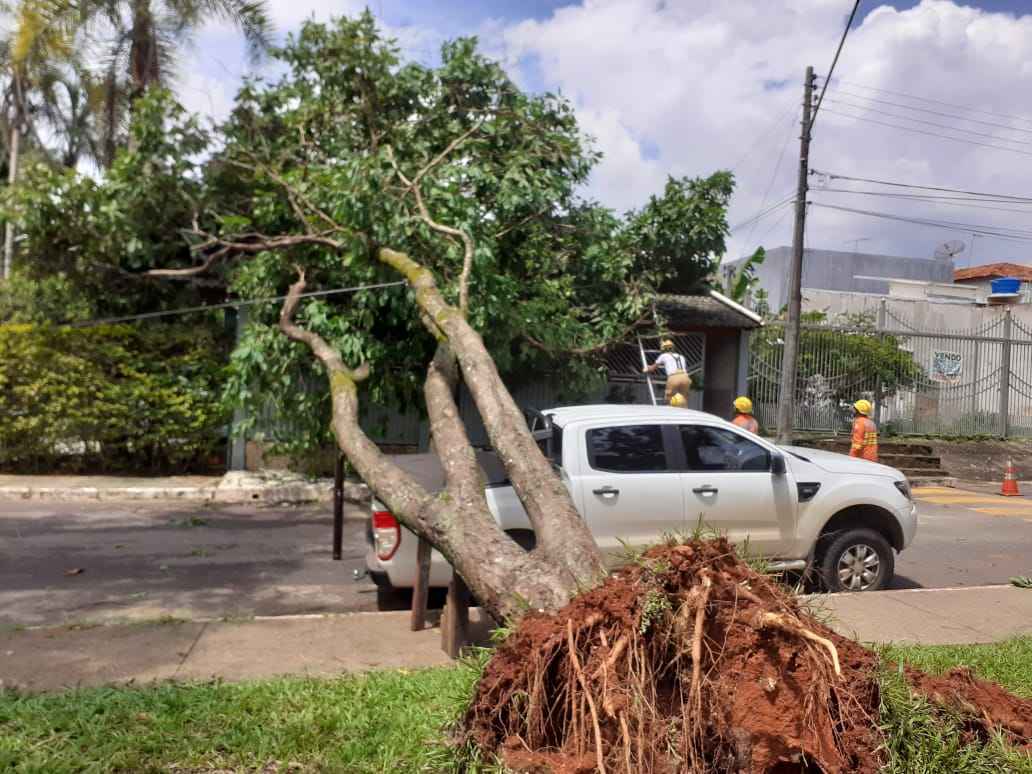 Árvores caiu durante a chuva registrada entre as 6h30 e as 7h.