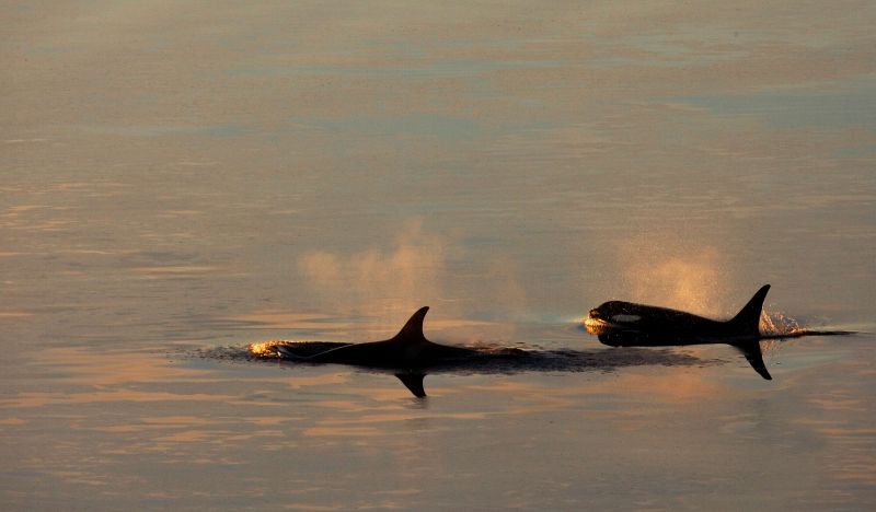 Orcas são avistadas pela 1ª vez em estreito na Itália