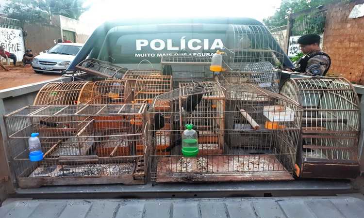 pássaros em gaiolas em cima da carro da polícia