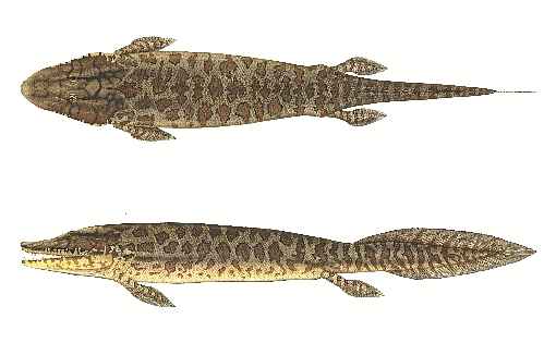 Reconstituição artística do Tiktaalik roseae: barbatanas ajudavam o peixe a se aventurar em águas rasas