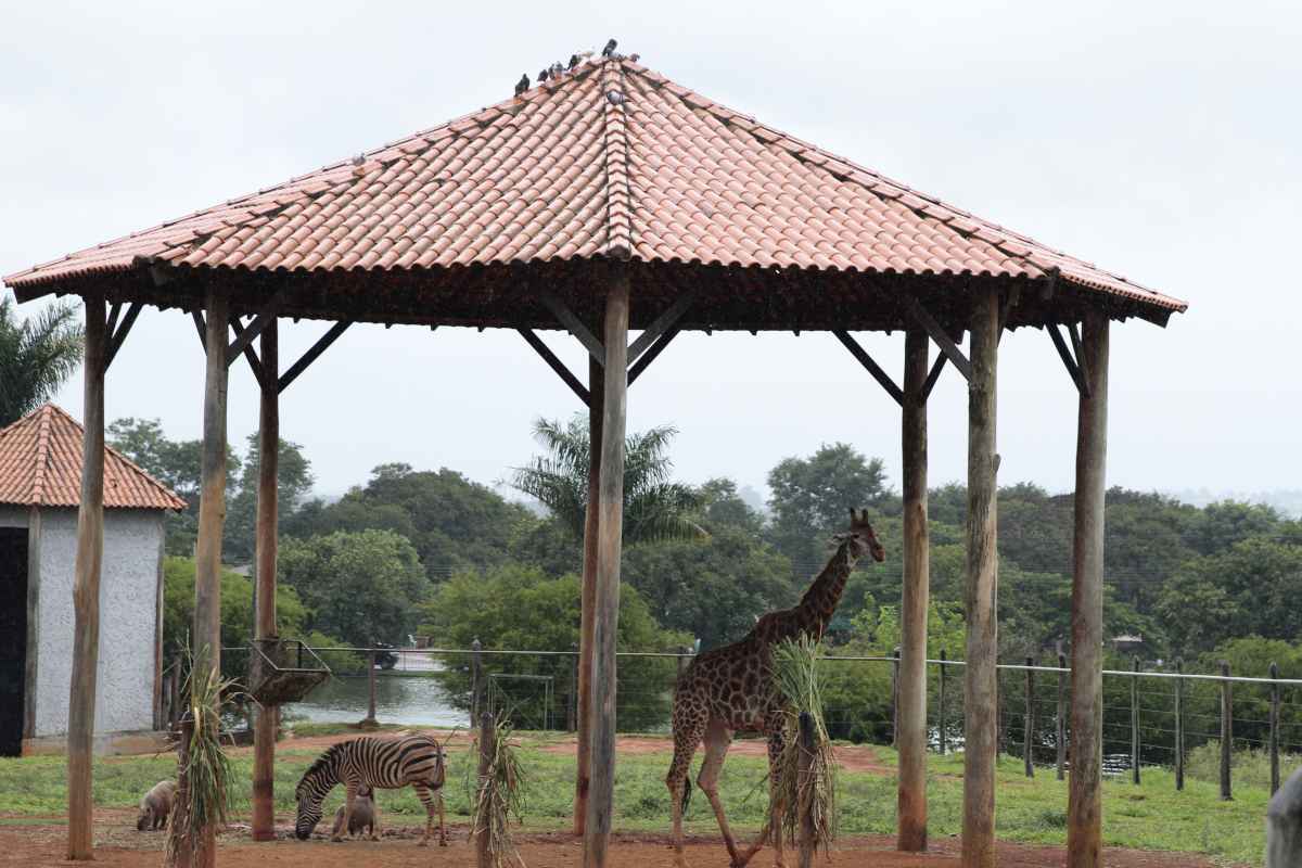 CrianÃ§as poderÃ£o interagir com as antas e girafas