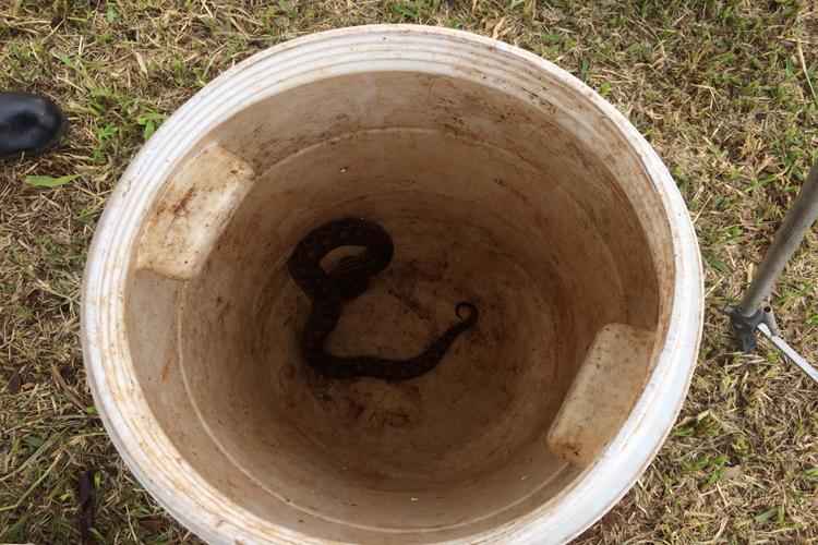 O réptil de cerca de um metro de comprimento foi encontrado por um vigia do local. Após captura, o animal foi reinserido em hábitat natural