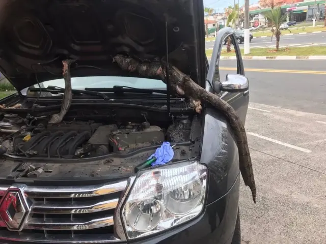 Jiboia com mais de dois metros ficou presa dentro de um carro durante viagem de 650 quilÃ´metros