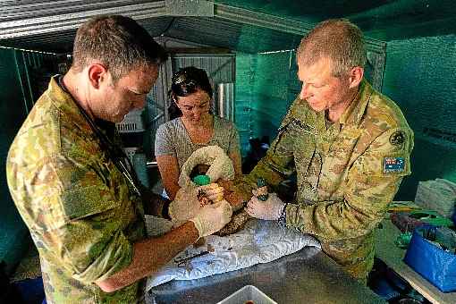 VeterinÃ¡rios do ExÃ©rcito australiano examinam um filhote de coala recolhido da Ilha Kangooro, que teve um terÃ§o de sua Ã¡rea consumida pelo fogo