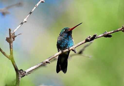 A composiÃ§Ã£o das penas do beija-flor Ã© igual Ã  de outros pÃ¡ssaros, mas o arranjo de cÃ©lulas das melanossomas faz o diferencial