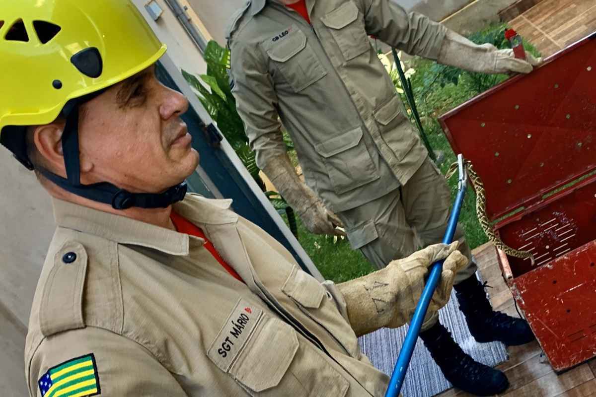 Jararaca Ã© encontrada dentro de banheiro em residÃªncia no Bairro SÃ£o Caetano, em LuziÃ¢nia