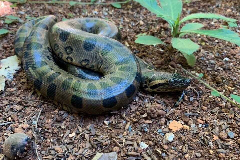 Tudo sobre cobra sucuri: conheça melhor essa espécie