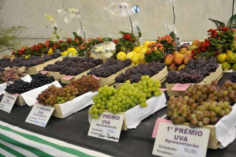 Cestinhas com uvas premiadas expostas sobre mesa