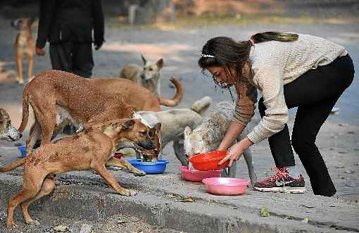 Resultado da pesquisa sugere que cachorros podem compreender sinais apenas observando as pessoas: chance de melhor convivÃªncia