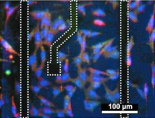 A imagem microscÃ³pica mostra 
cÃ©lulas cultivadas dentro do circuito