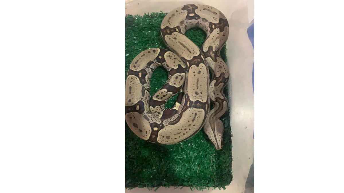 Cobra da espÃ©cie jiboia Ã© apreendida em Ãguas Claras