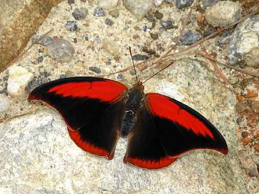 A Polygrapha suprema Ã© uma borboleta rara, que vive na Mata AtlÃ¢ntica e estÃ¡ ameaÃ§ada de extinÃ§Ã£o pela perda de habitat