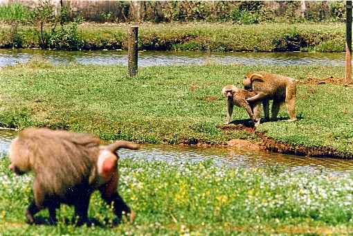 Leia a matÃ©ria que o Correio publicou sobre a macaca Capitu, em 1998, no site do projeto BrasÃ­lia SexagenÃ¡ria