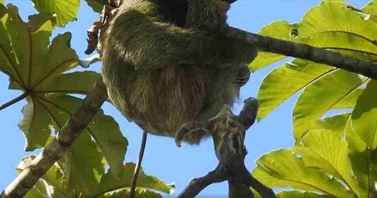 O registro foi feito no distrito La Fortuna, na Costa Rica